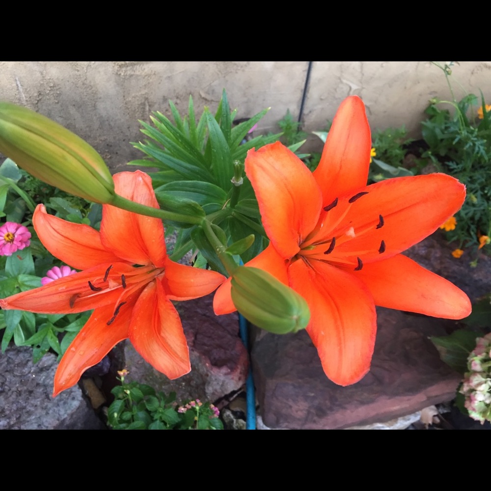 🌺🌸My Garden🌺🌸My Babies🌺🌸 - Picture 14 of 16